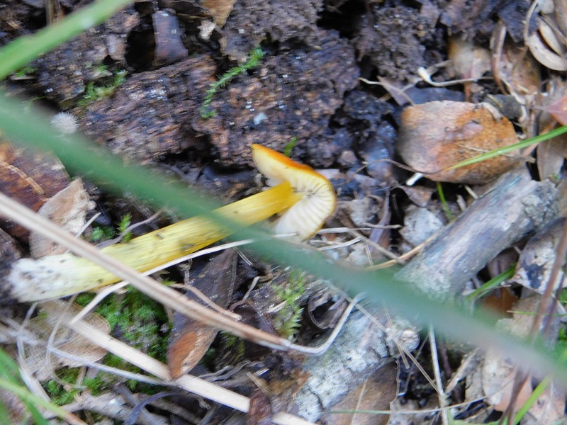 3 Fotogr.il 18.12.2021 sotto Leccio